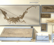 珍藏館 Museum Grade Fossils