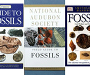 化石書籍 Fossil Books